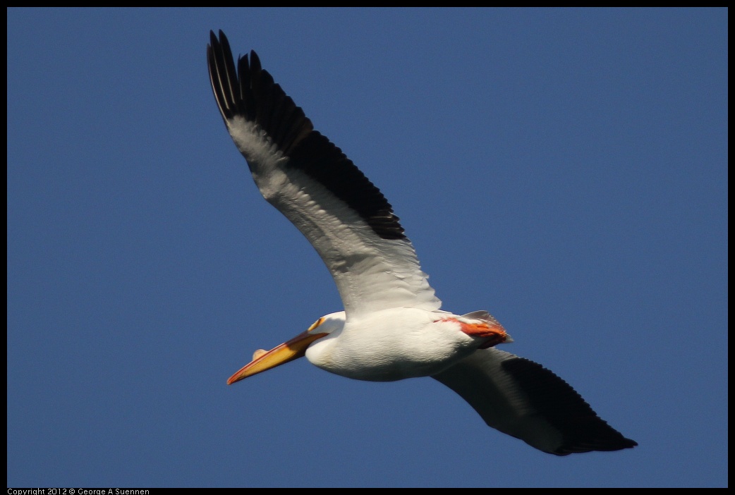 0309-155505-02.jpg - American White Pelican