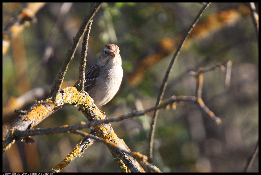 0309-161909-03.jpg - White-crowned Sparrow