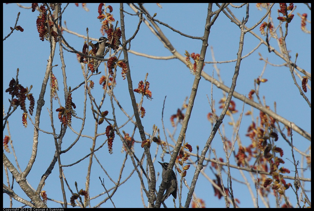 0309-162316-01.jpg - Nuttall's Woodpecker