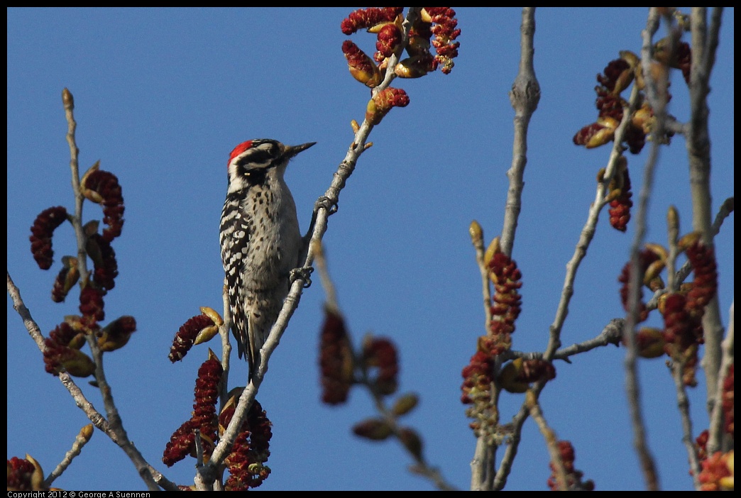 0309-162532-01.jpg - Nuttall's Woodpecker