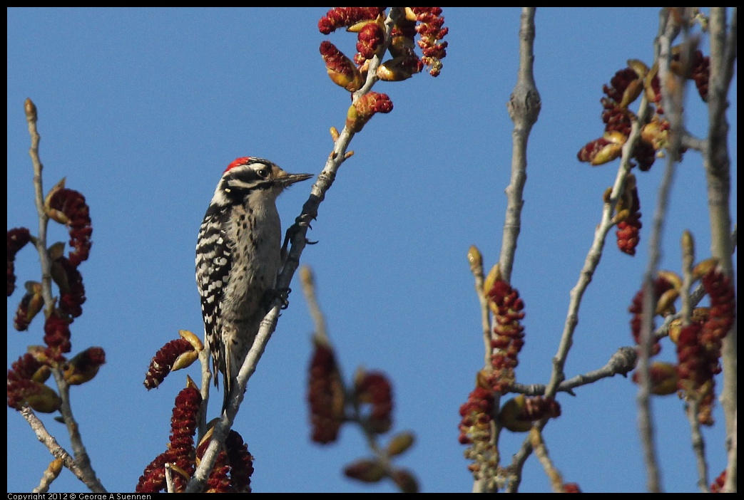 0309-162534-02.jpg - Nuttall's Woodpecker