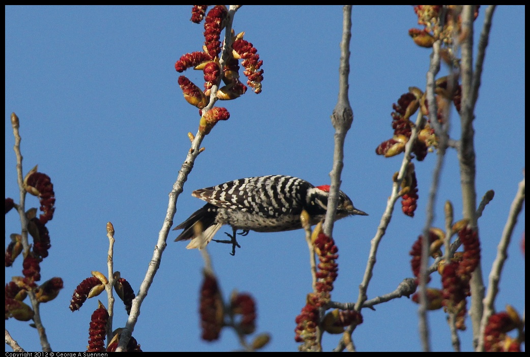 0309-162534-03.jpg - Nuttall's Woodpecker