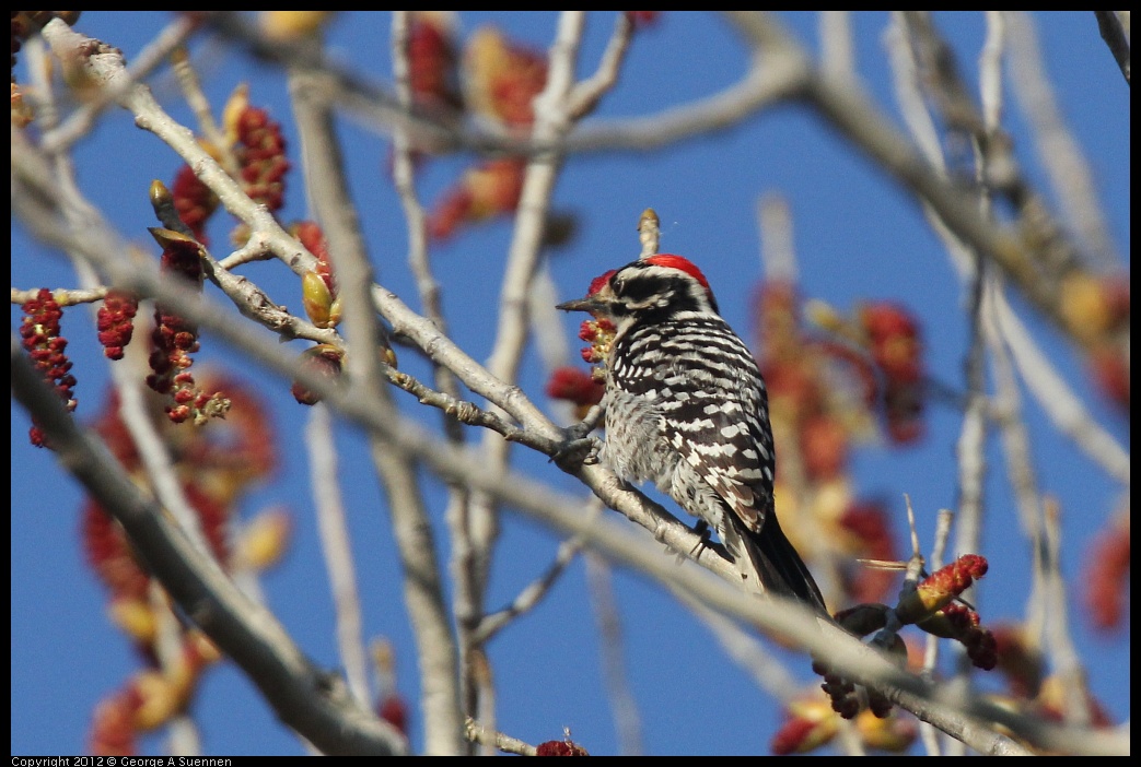 0309-162718-01.jpg - Nuttall's Woodpecker