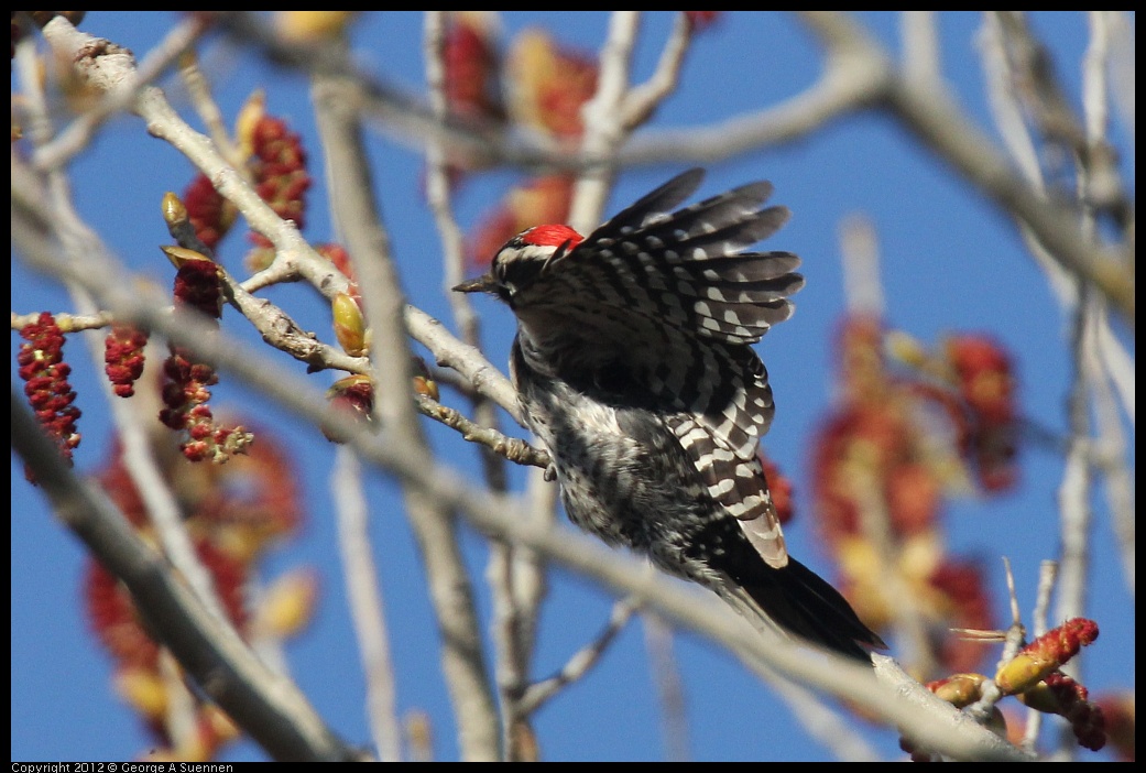 0309-162719-01.jpg - Nuttall's Woodpecker