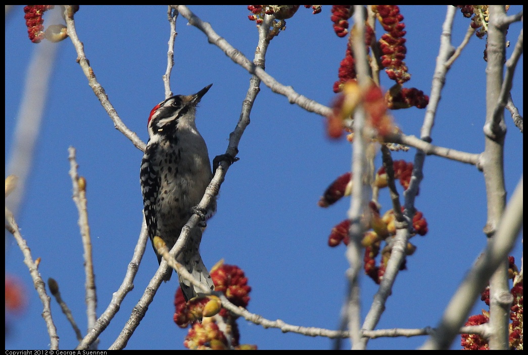 0309-162830-01.jpg - Nuttall's Woodpecker