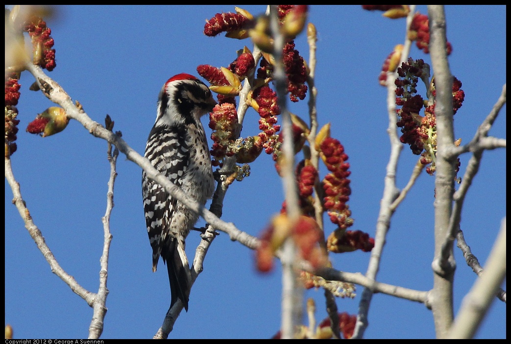 0309-162840-01.jpg - Nuttall's Woodpecker
