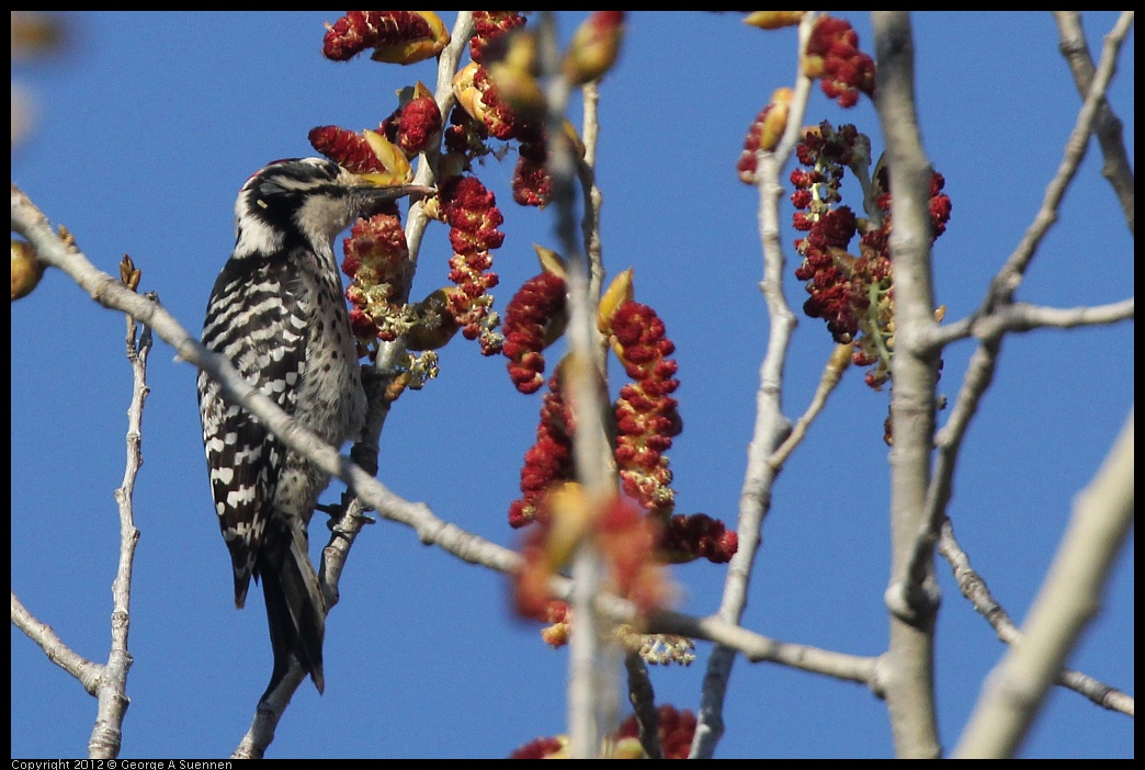 0309-162843-02.jpg - Nuttall's Woodpecker