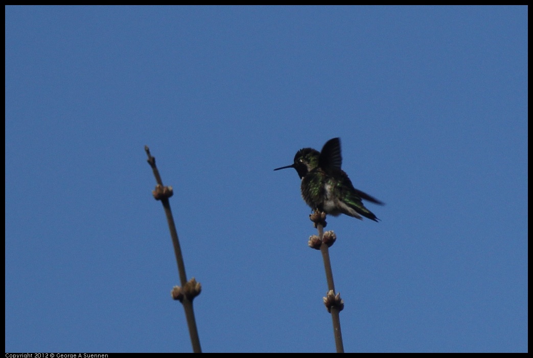 0320-085518-03.jpg - Anna's Hummingbird