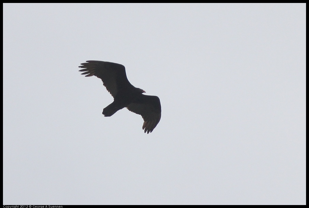 0320-131011-01.jpg - Turkey Vulture