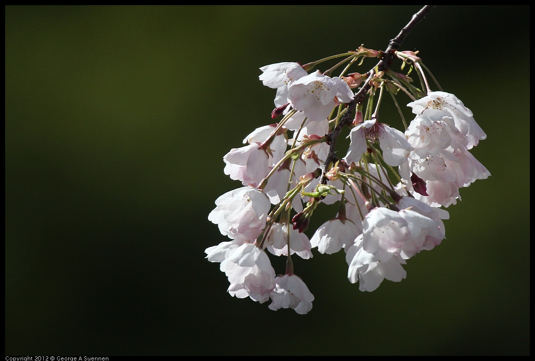 0325-145826-01.jpg - Flowering Tree