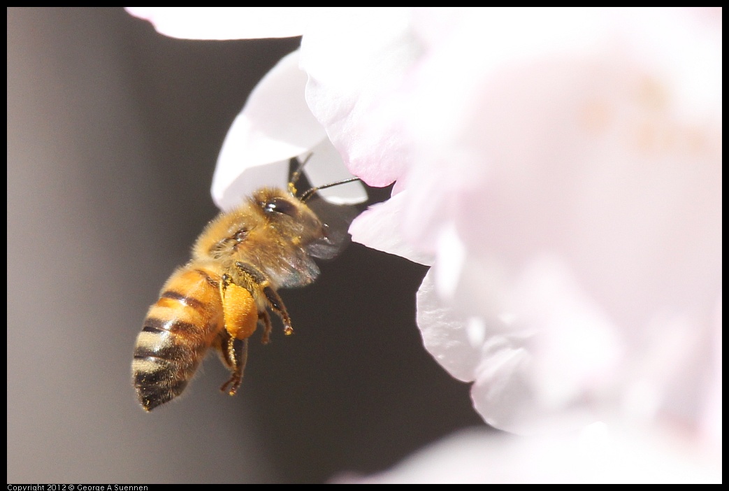 0325-150259-01.jpg - Honey Bee