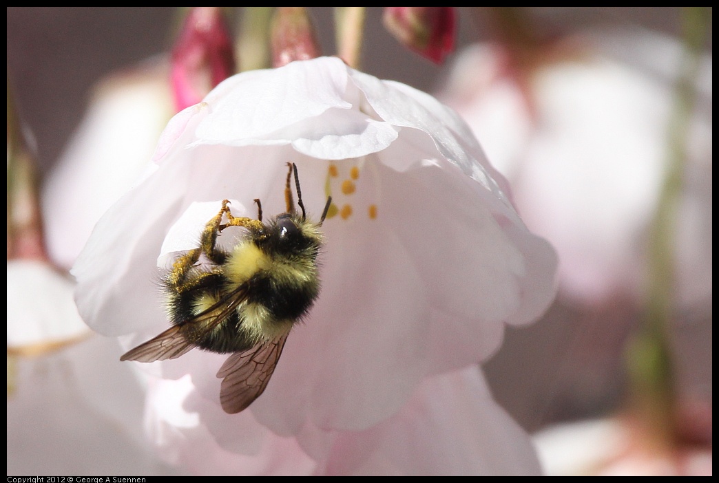 0325-150319-01.jpg - Bumble Bee