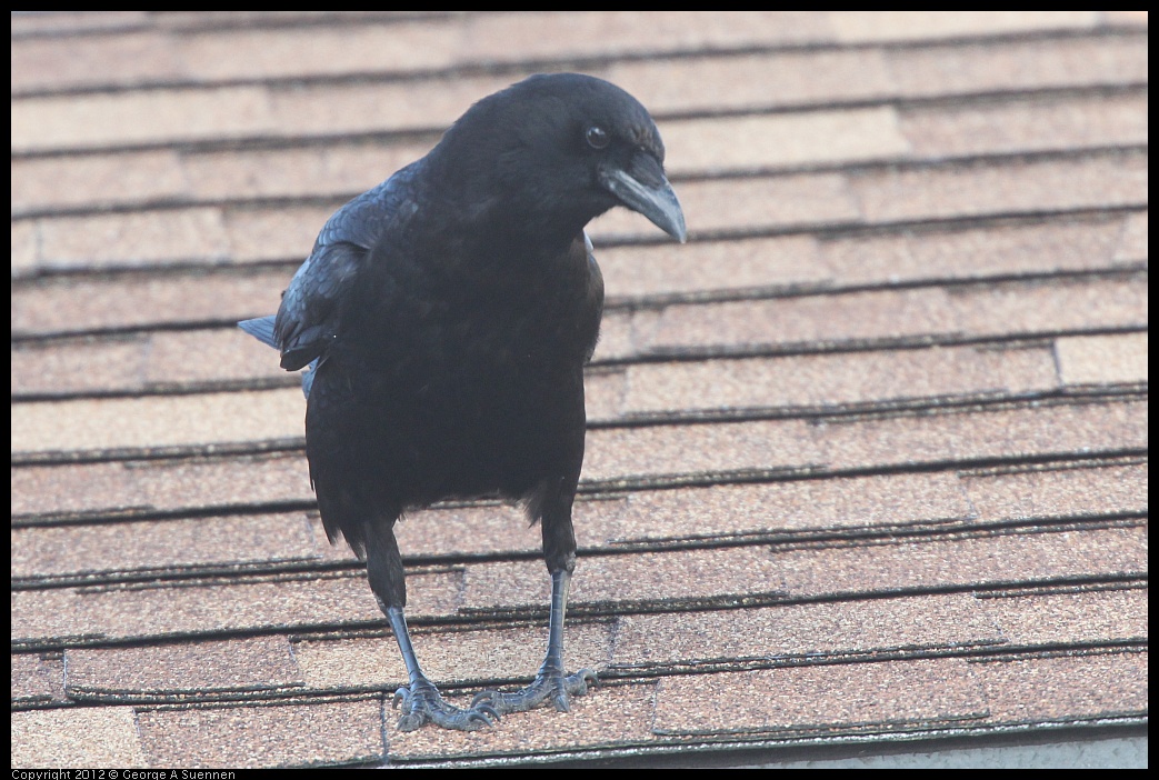 0325-161041-01.jpg - Common Raven