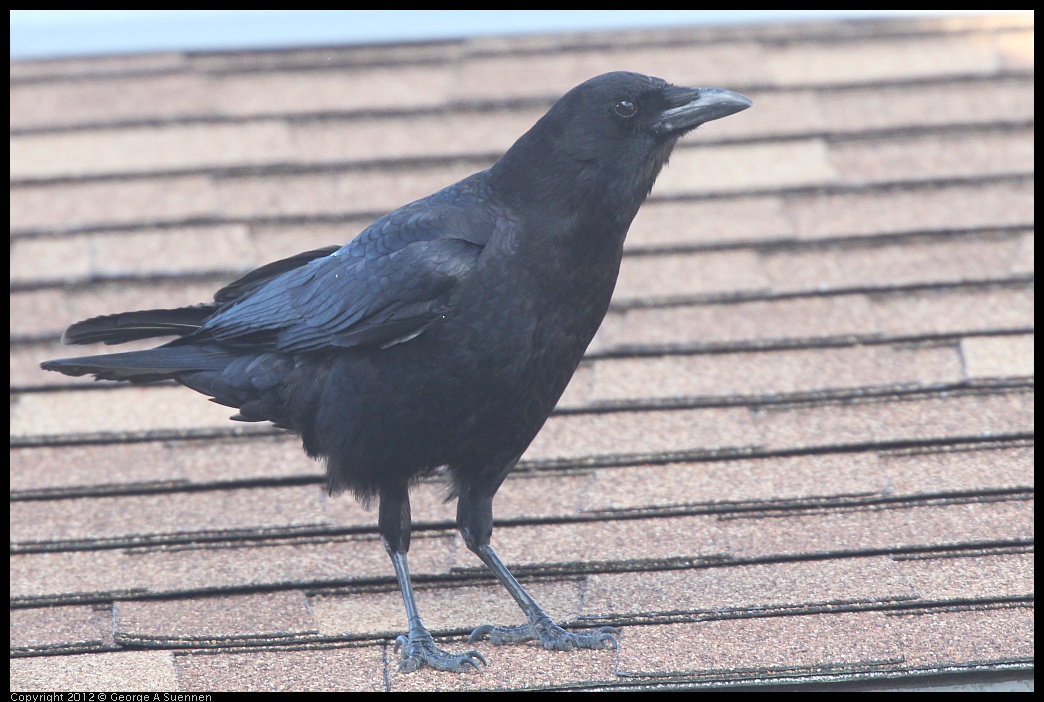 0325-161042-01.jpg - Common Raven
