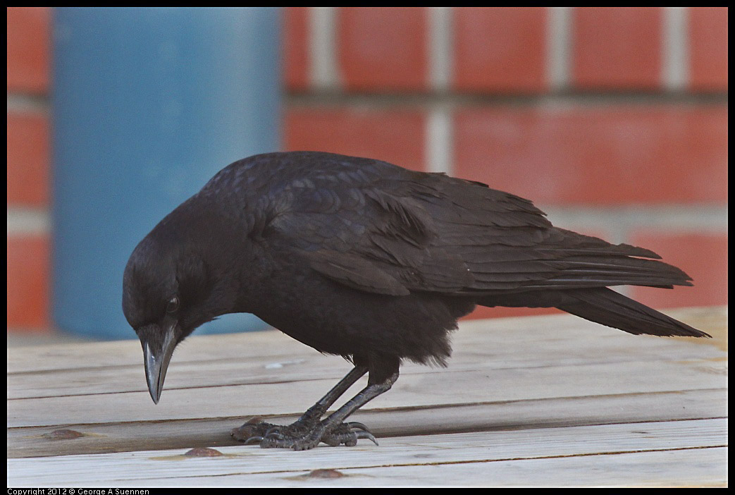 0325-161054-03.jpg - Common Raven