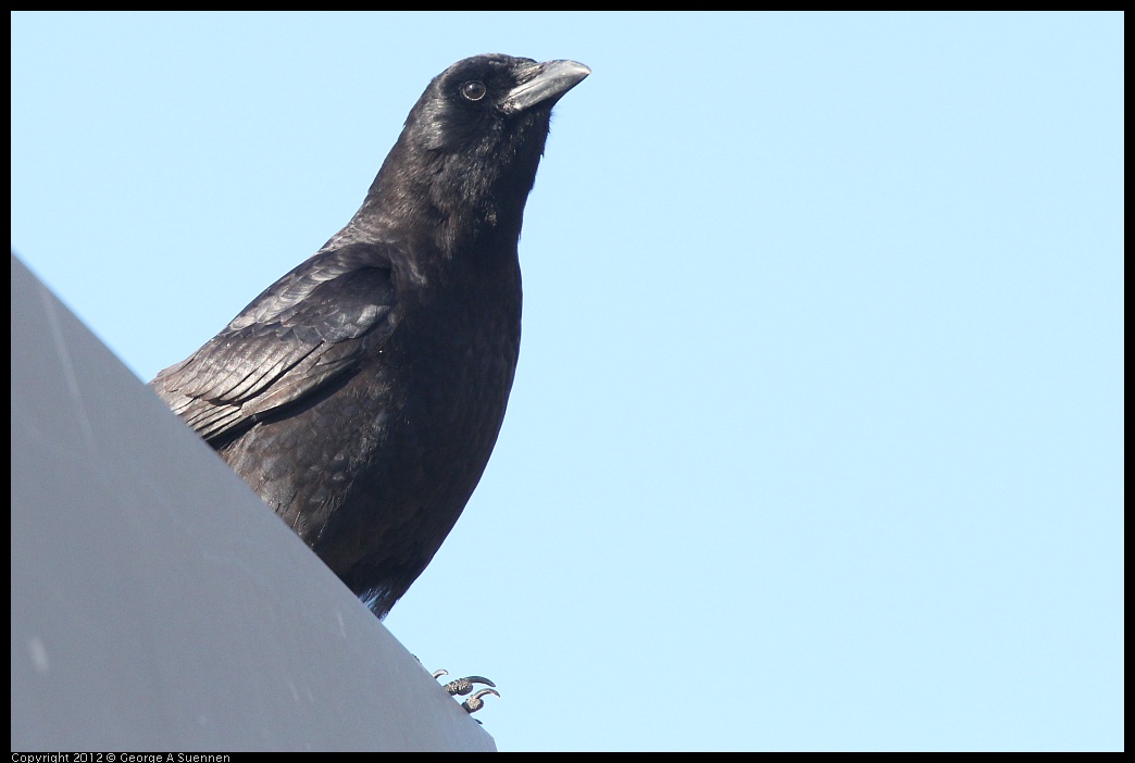 0325-161108-01.jpg - Common Raven