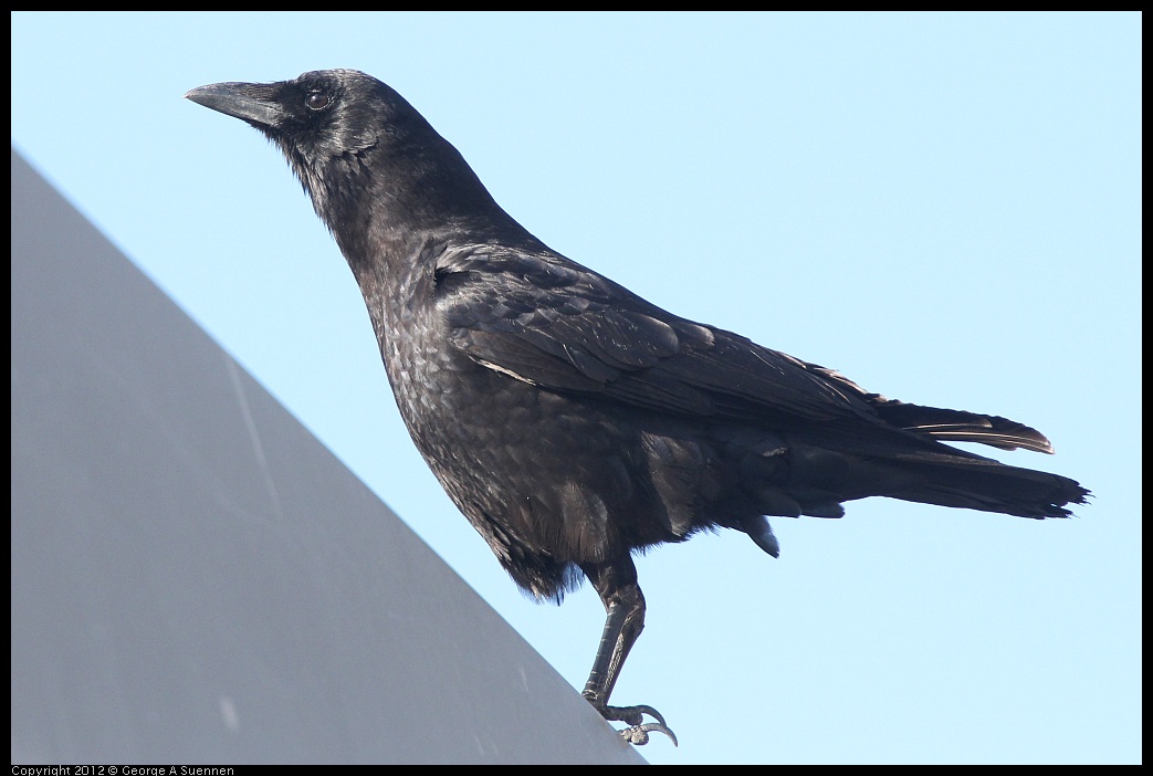 0325-161112-01.jpg - Common Raven