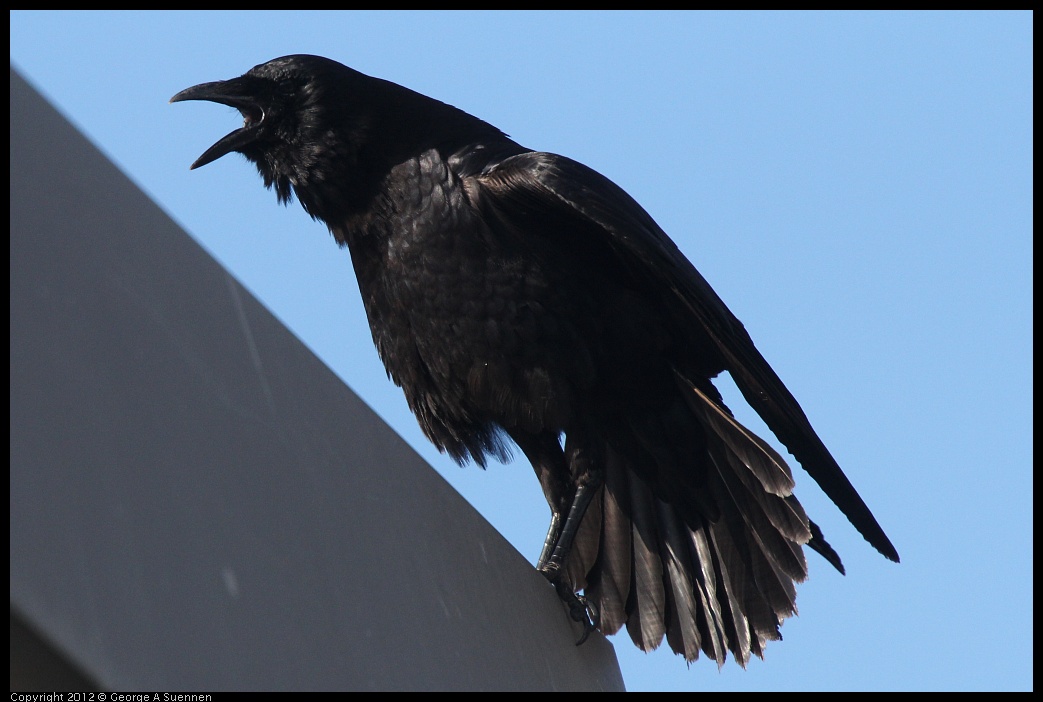 0325-161127-03.jpg - Common Raven