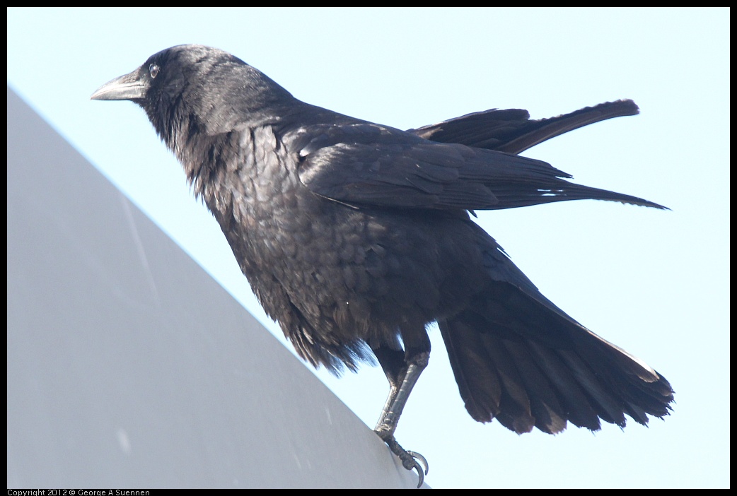 0325-161128-02.jpg - Common Raven
