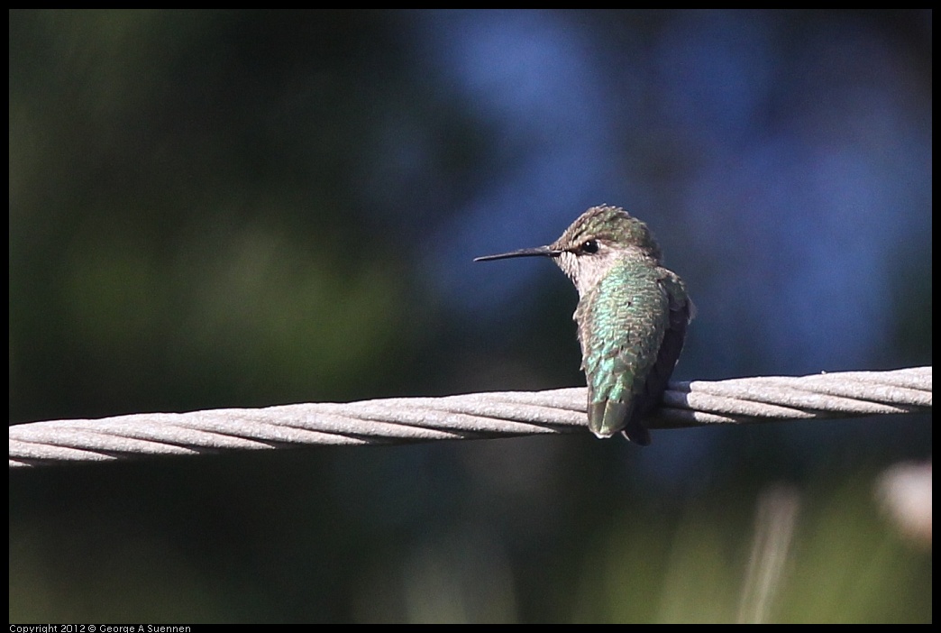 0325-162833-01.jpg - Anna's Hummingbird