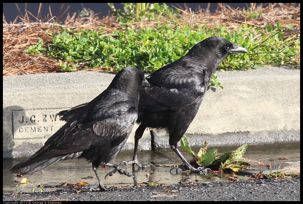 0325-164446-01.jpg - Common Raven