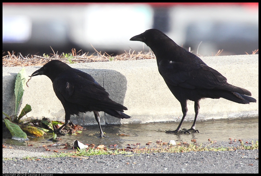 0325-164513-01.jpg - Common Raven
