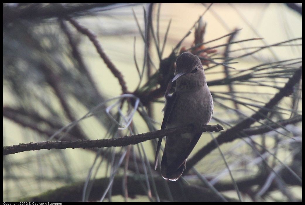 0328-105718-01.jpg - Anna's Hummingbird