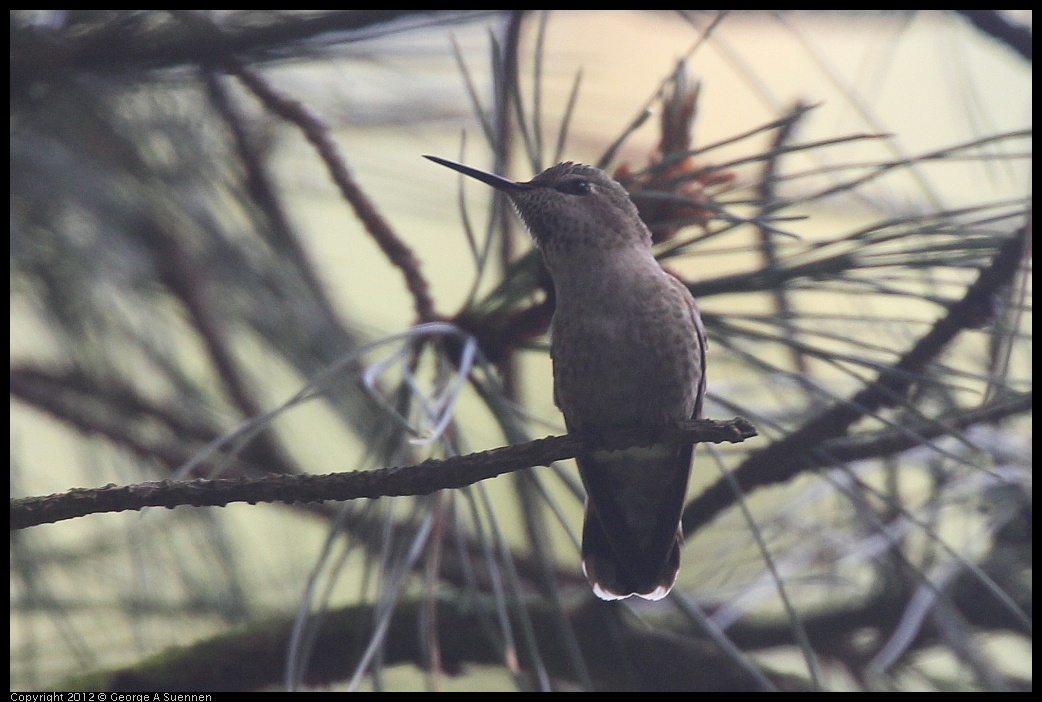 0328-105719-02.jpg - Anna's Hummingbird