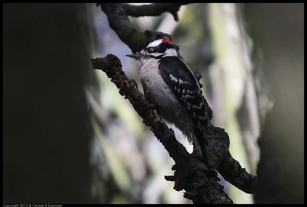 0328-113044-02.jpg - Downy Woodpecker