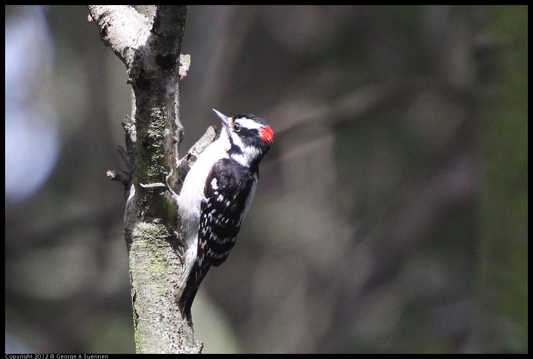 0328-114200-01.jpg - Downy Woodpecker