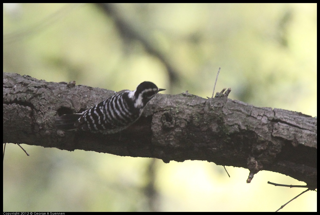 0328-115621-01.jpg - Nuttall's Woodpecker