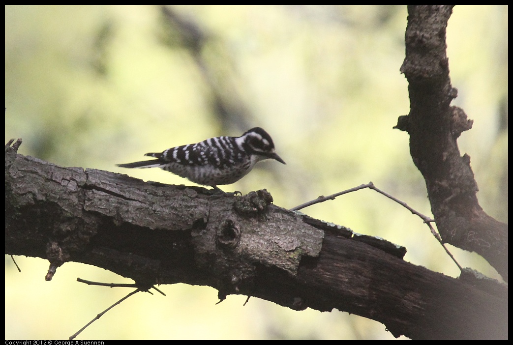 0328-115622-01.jpg - Nuttall's Woodpecker