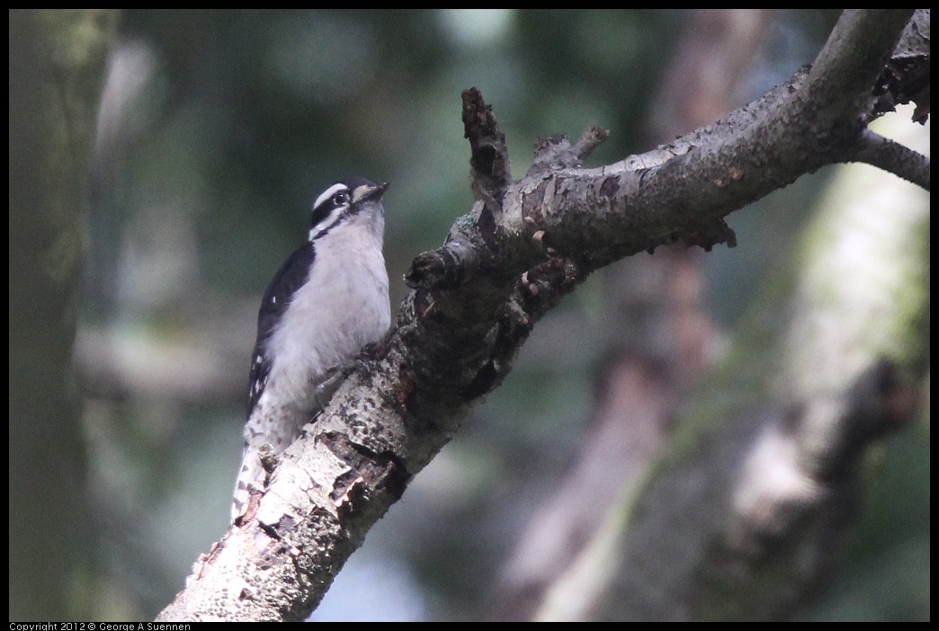 0328-115712-01.jpg - Downy Woodpecker