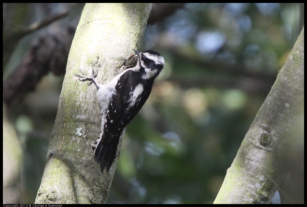 0328-115720-01.jpg - Downy Woodpecker