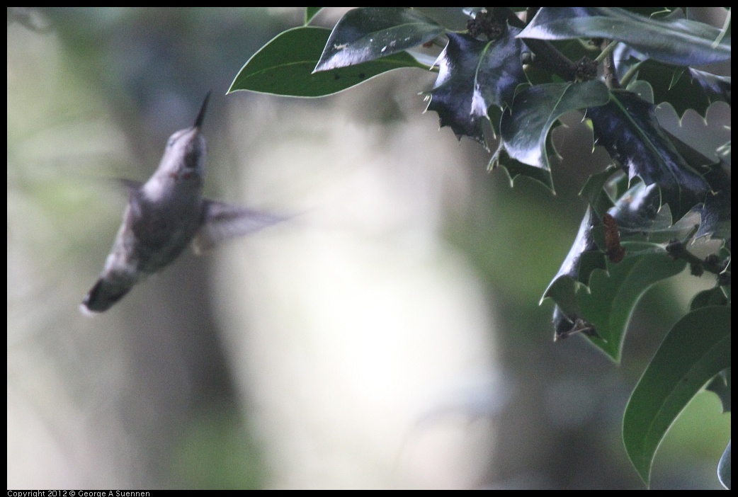 0331-160714-01.jpg - Anna's Hummingbird