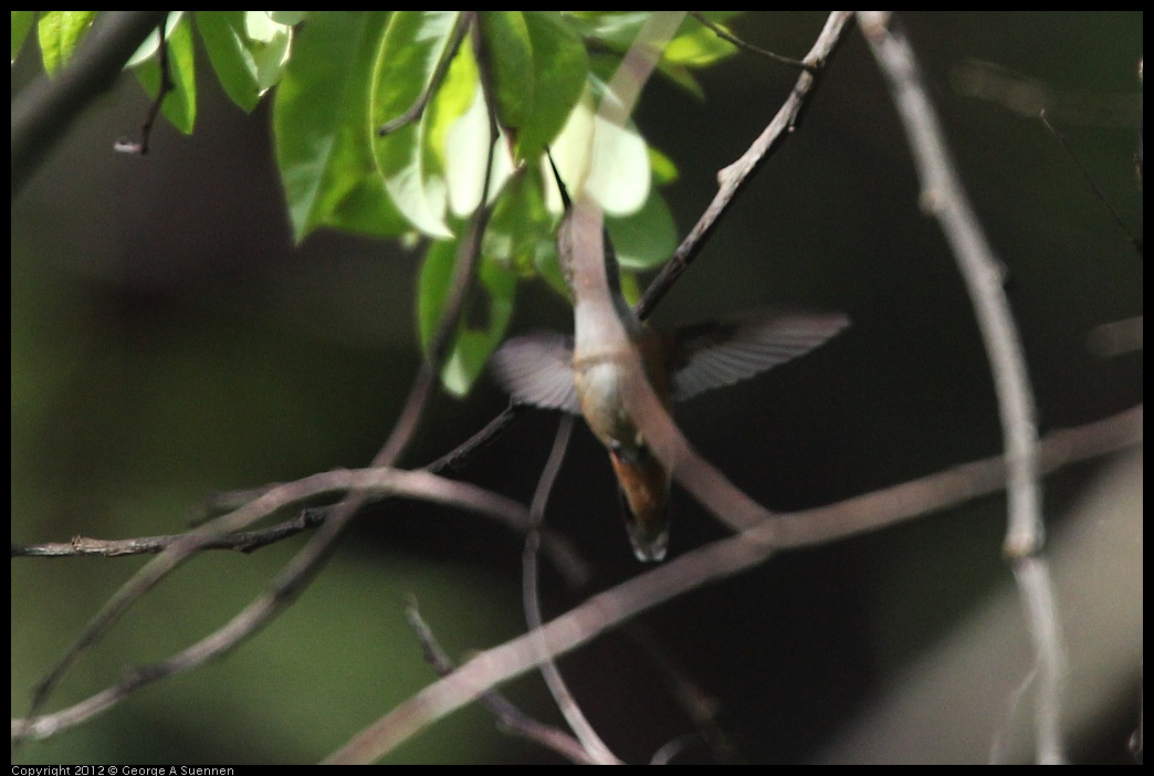 0331-161430-02.jpg - Allen's Hummingbird