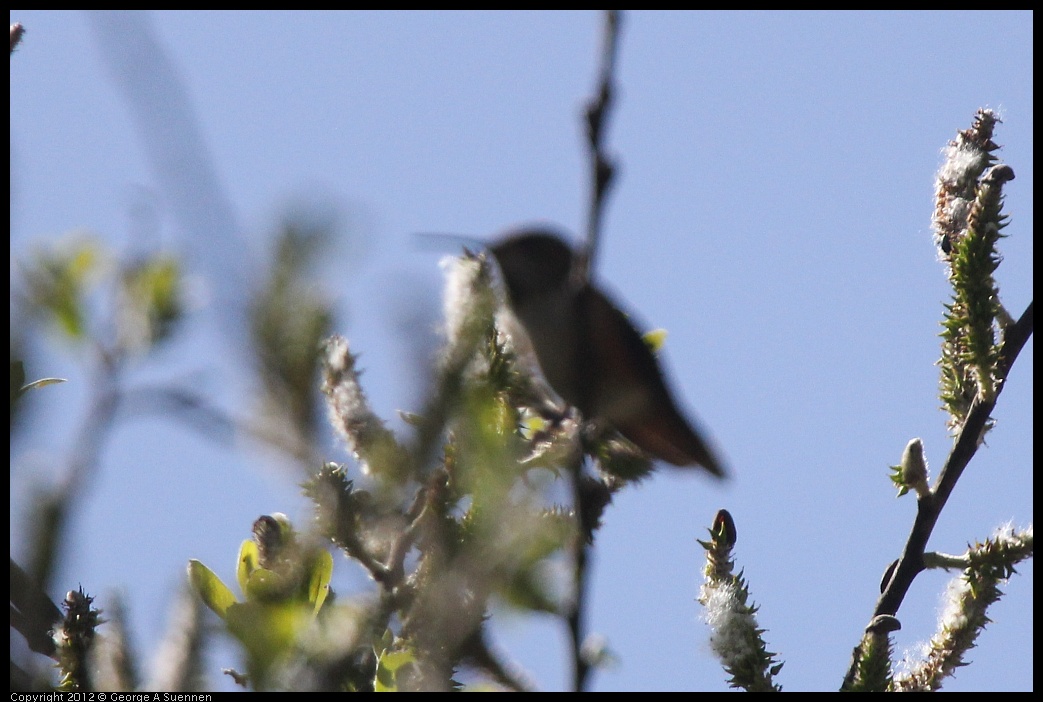 0401-135919-02.jpg - Allen's Hummingbird (for ID purposes only)