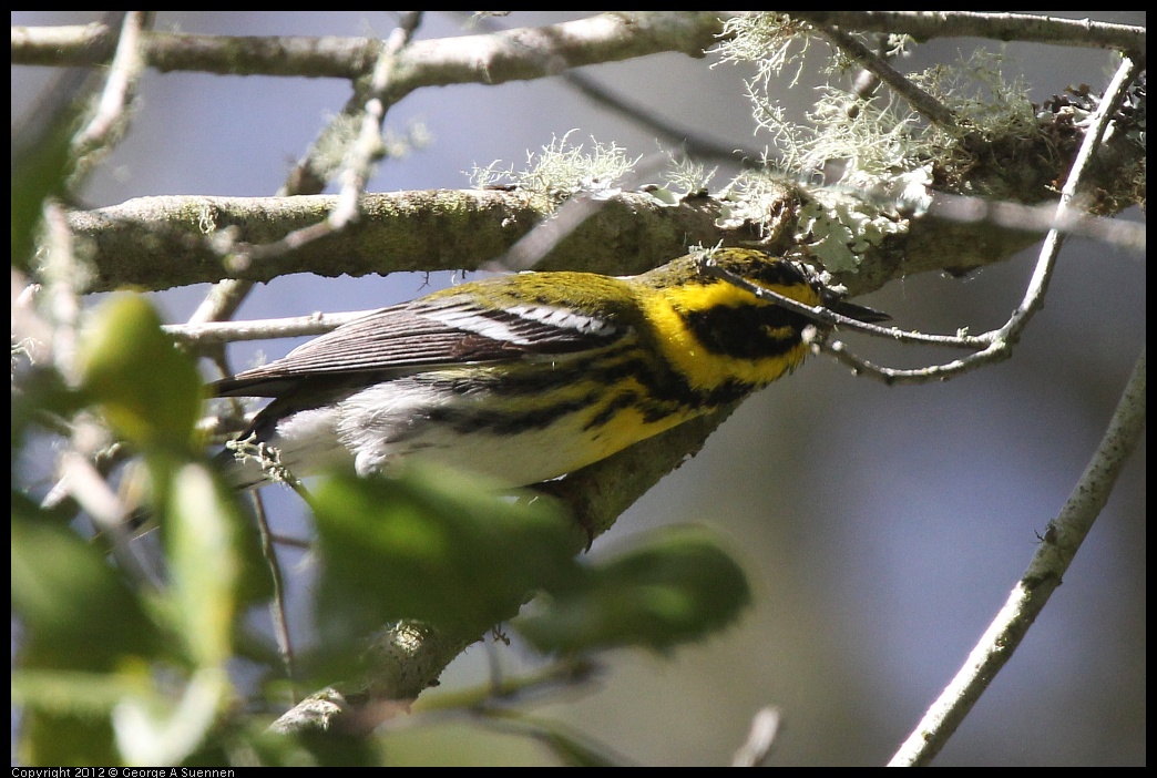 0401-145527-02.jpg - Townsend's Warbler