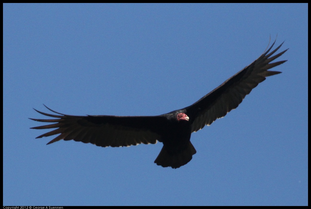 0401-145715-01.jpg - Turkey Vulture