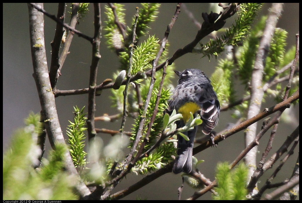 0401-150249-04.jpg - Yellow-rumped Warbler