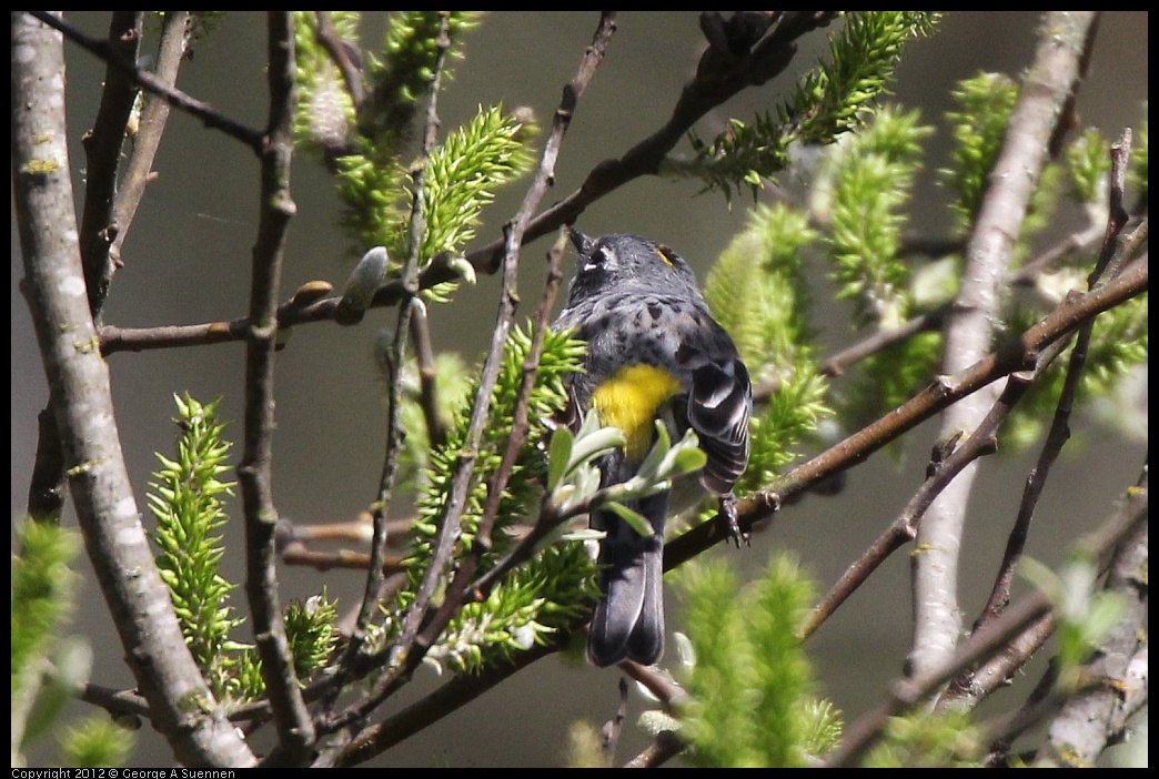 0401-150250-02.jpg - Yellow-rumped Warbler