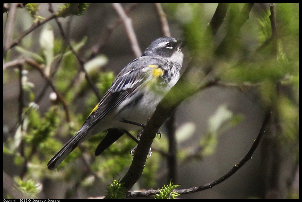 0401-150333-02.jpg - Yellow-rumped Warbler