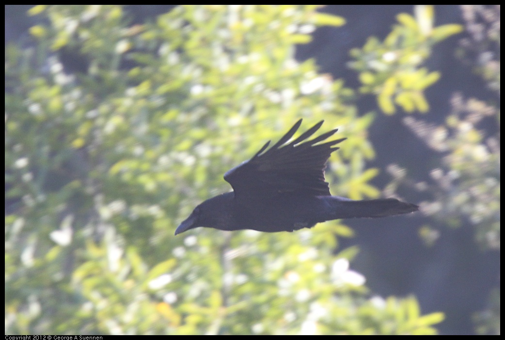 0401-153053-01.jpg - Common Raven (for ID piurposes only)