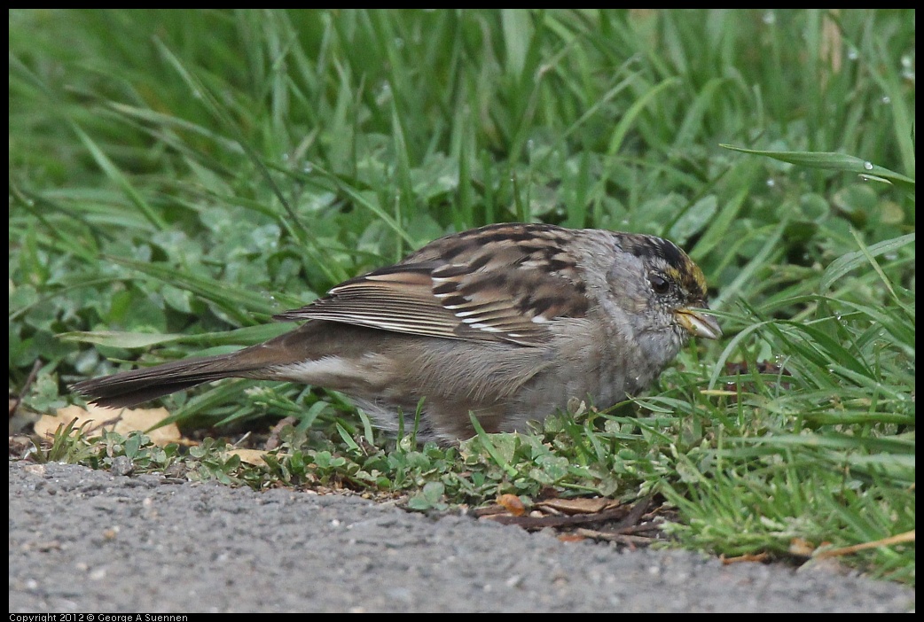 0403-075912-02.jpg - Golden-crowned Sparrow