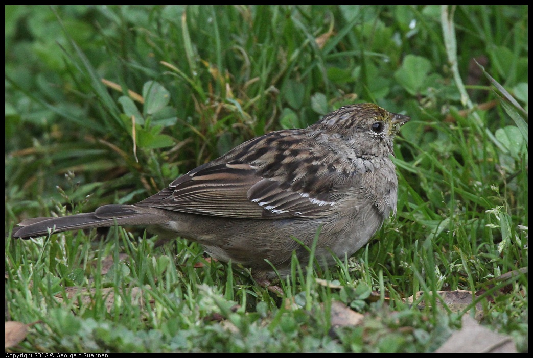 0403-075945-01.jpg - Golden-crowned Sparrow