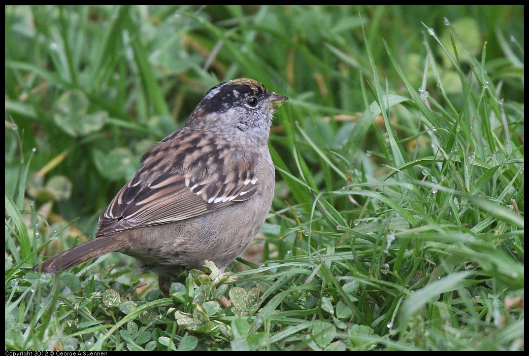 0403-075953-03.jpg - Golden-crowned Sparrow