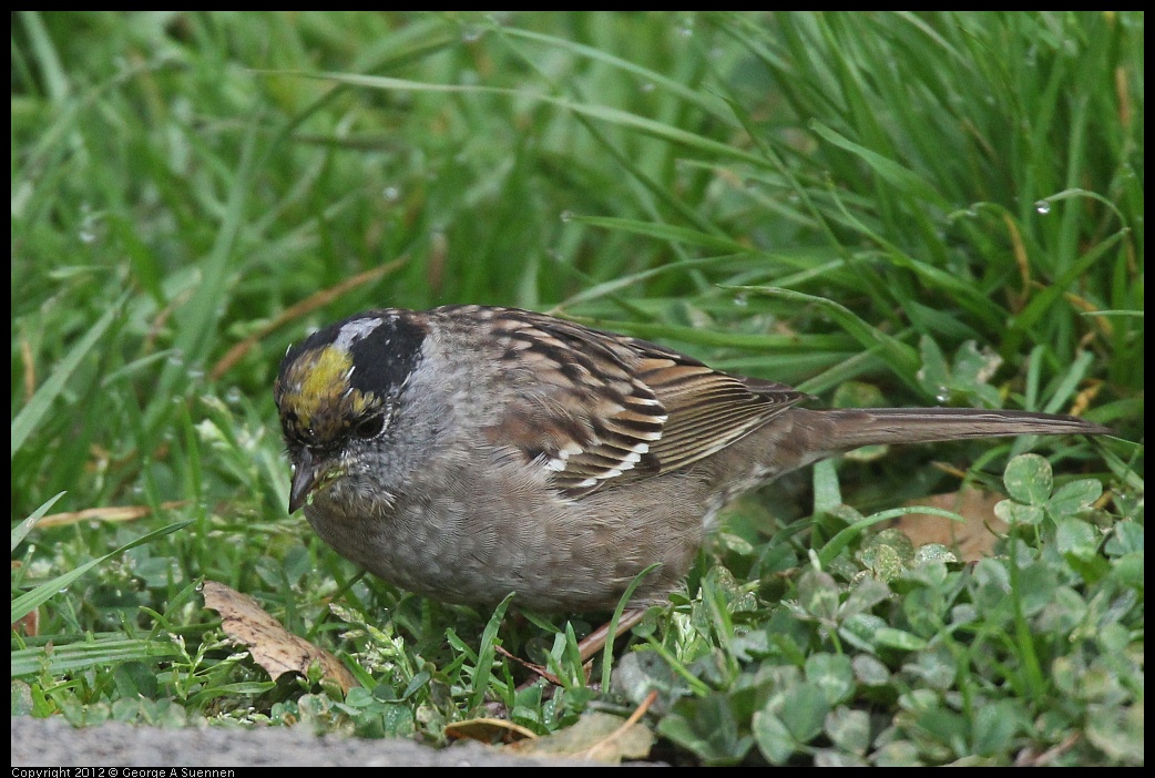 0403-075958-03.jpg - Golden-crowned Sparrow