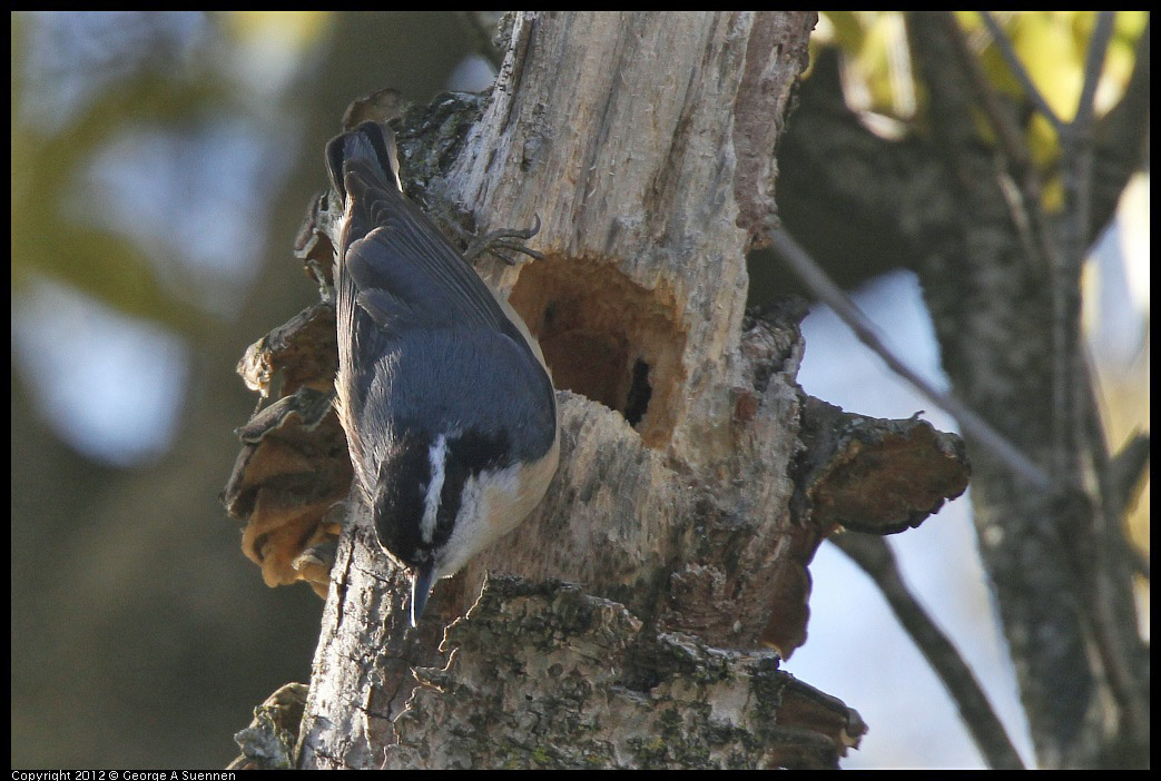 0404-075137-01.jpg - Red-breasted Nuthatch