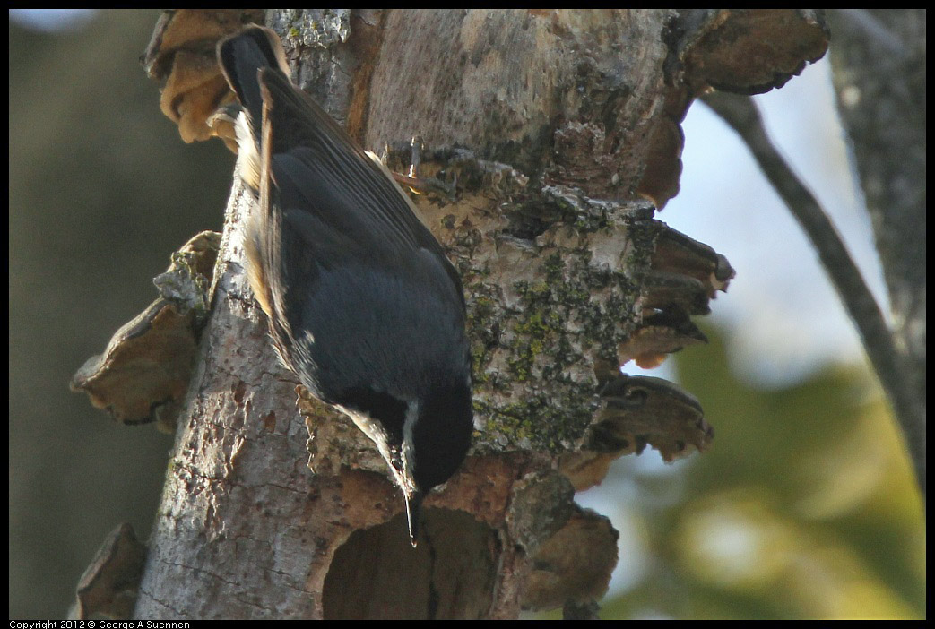 0404-075137-03.jpg - Red-breasted Nuthatch
