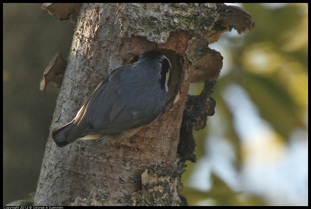 0404-075138-01.jpg - Red-breasted Nuthatch
